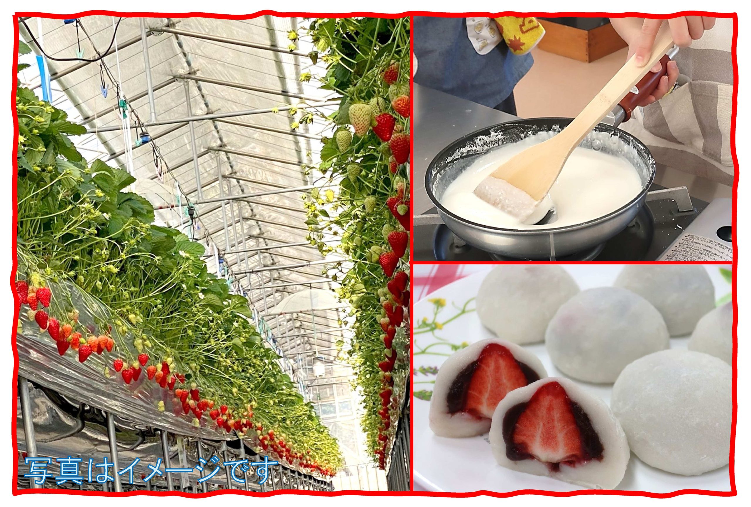 いちごを収穫していちご大福を作ろう