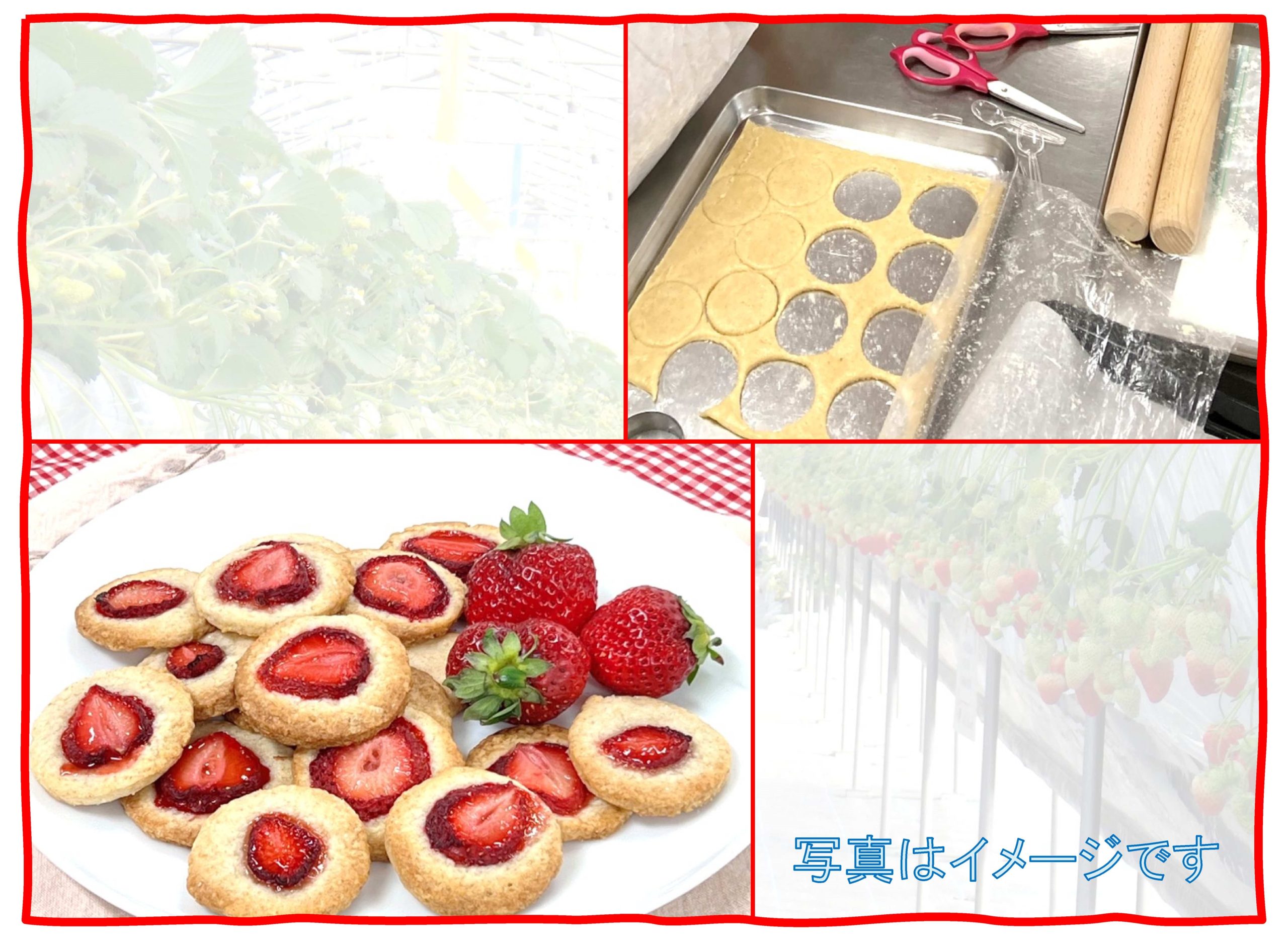 いちごを収穫していちごクッキーを作ろう （いちご牛乳付）