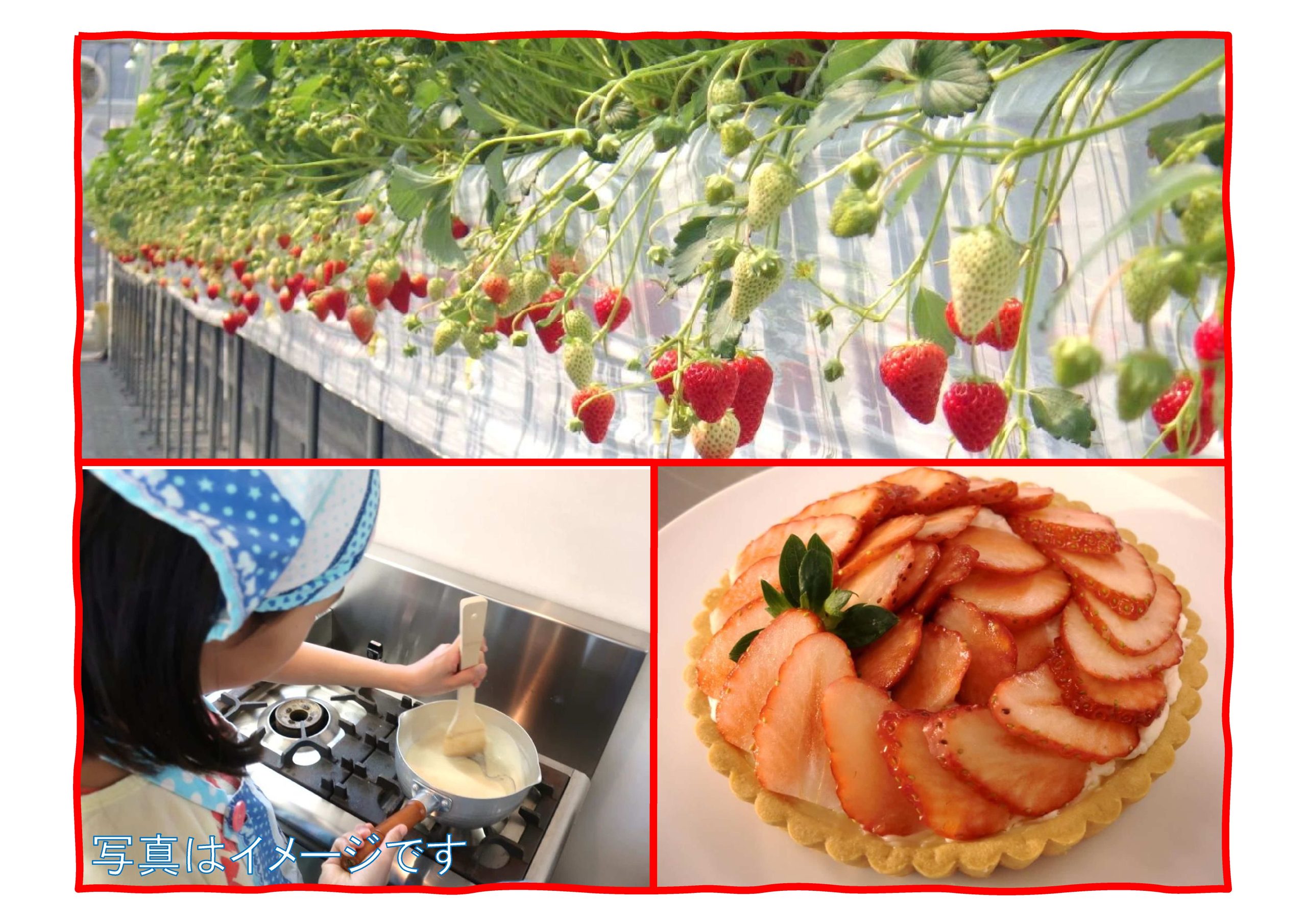 いちごを収穫してタルトを作ろう