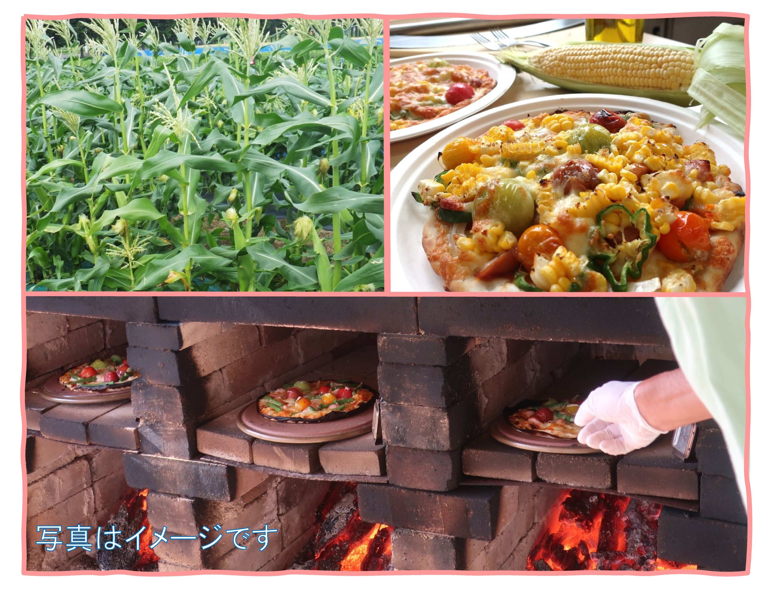 【杜の感謝祭】 とうきびを収穫して窯焼きピザを作ろう