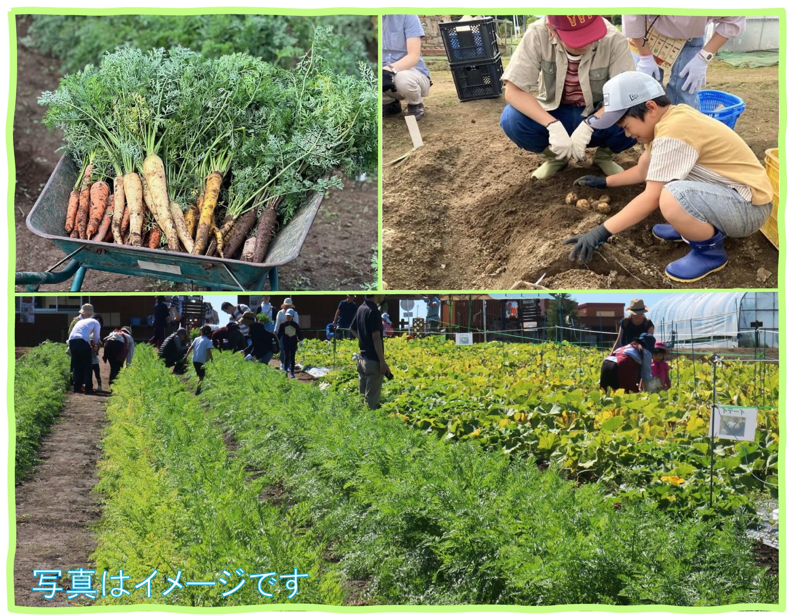 4種類の旬野菜を収穫しよう