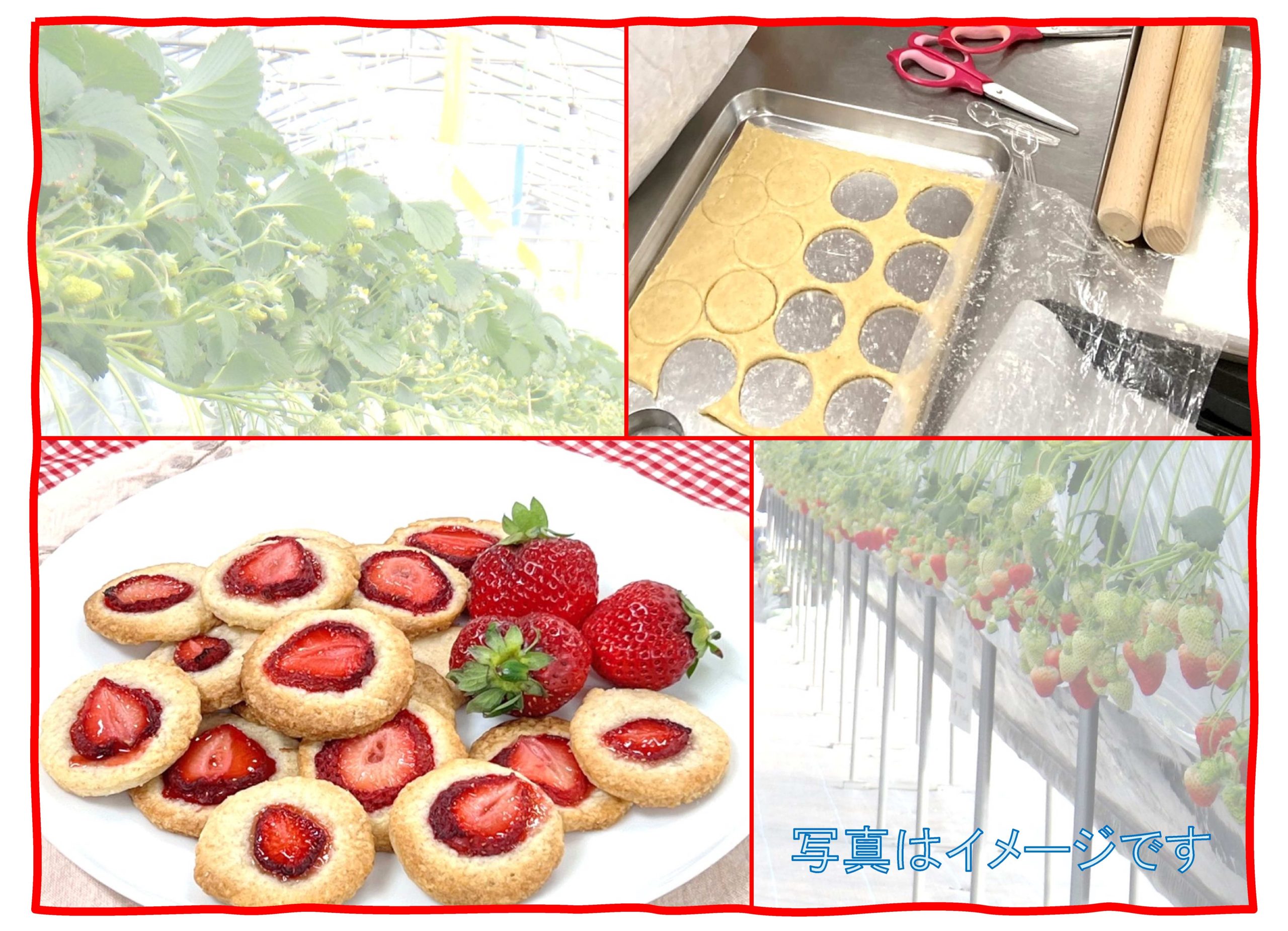いちごを収穫していちごクッキーを作ろう (いちご牛乳付)