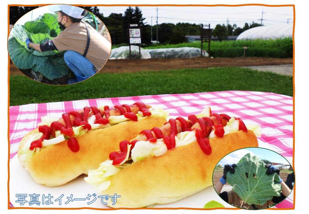 キャベツとじゃがいもを収穫して ホットドッグとじゃがバターで食べよう