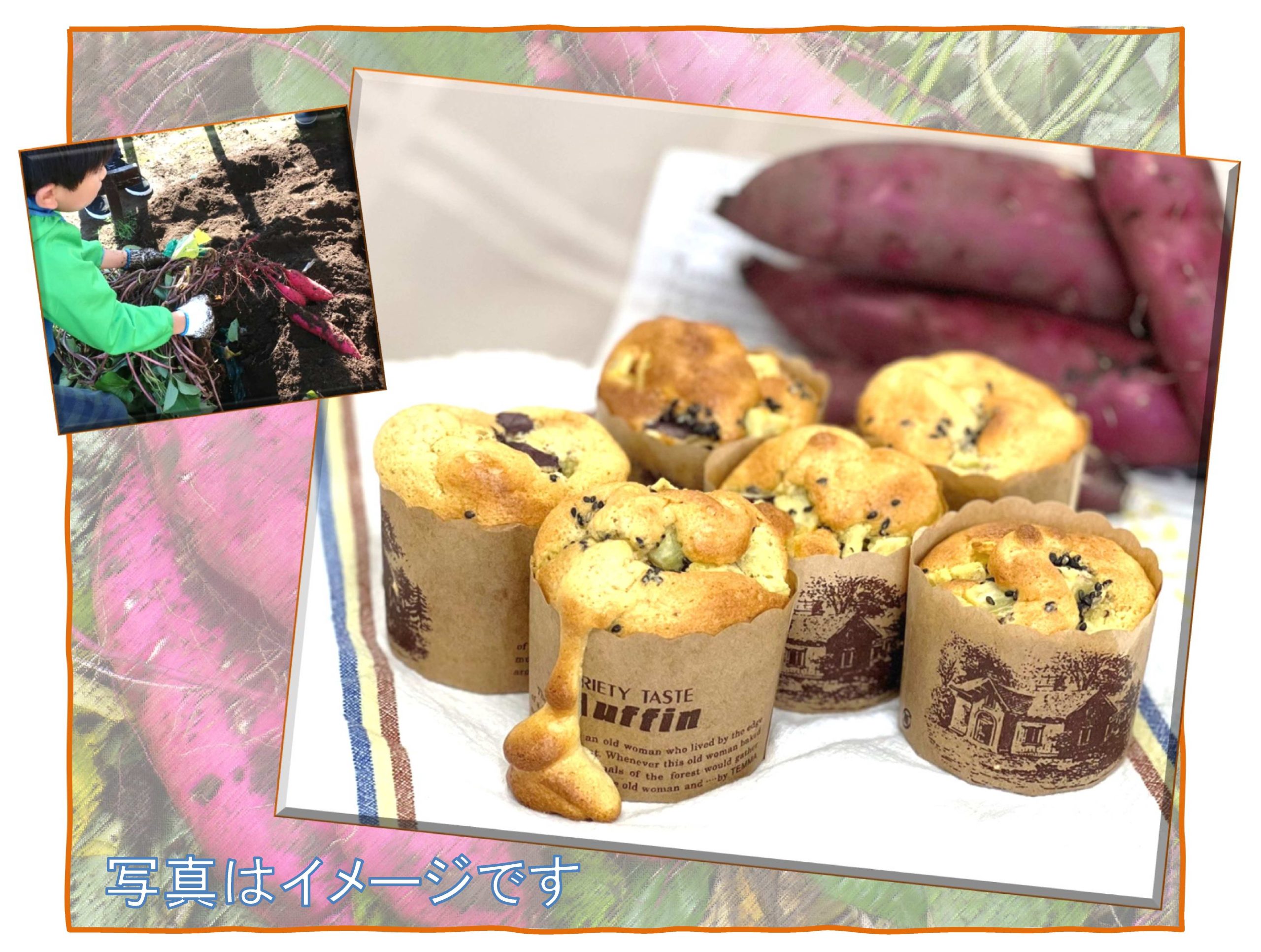 さつまいもを収穫してふわふわカップケーキを作ってみよう