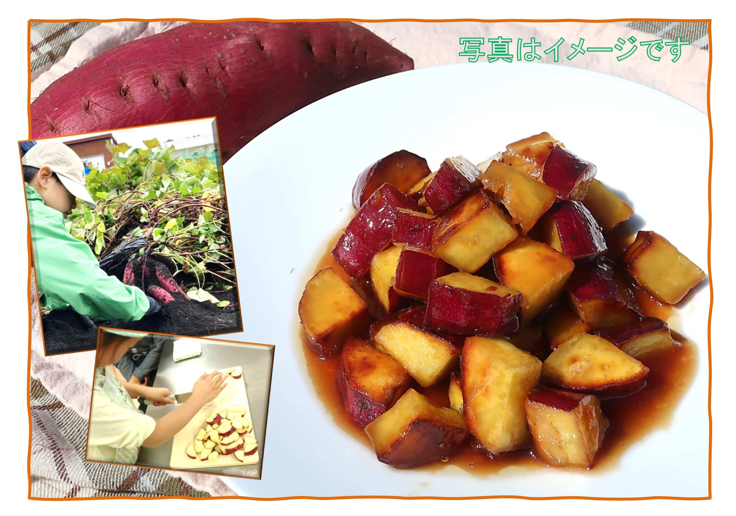 さつまいもを収穫して大学芋を作って食べよう