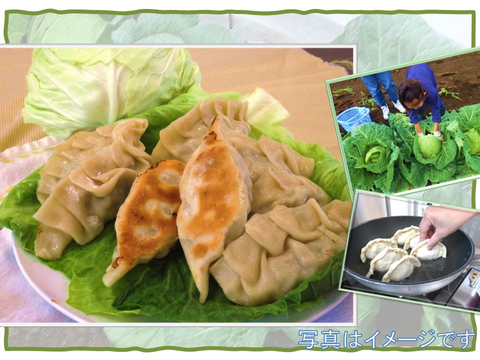 畑から食卓へ! キャベツを収穫して手作り餃子を作って食べよう